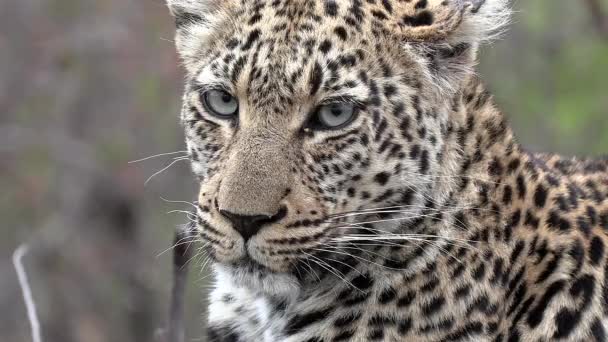 Close Beautiful Leopard Face Staring Viewer — стоковое видео