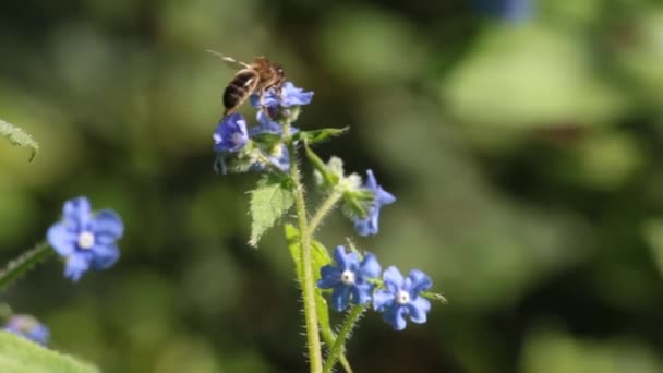 Wild Honey Bee Working Blue Flower — Vídeo de Stock