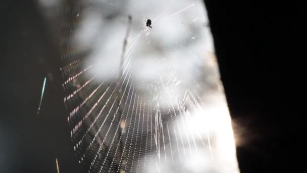 Spider Net Morning Feeling Forest — Stok video