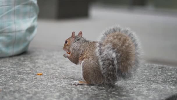 Close Squirrel Eating Nuts Memorial New York Usa — Stock video