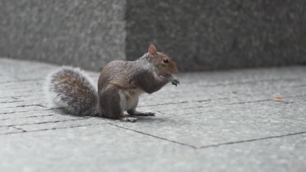 Adorable Squirrel Close New York Memorial Monument Museum Usa — Wideo stockowe