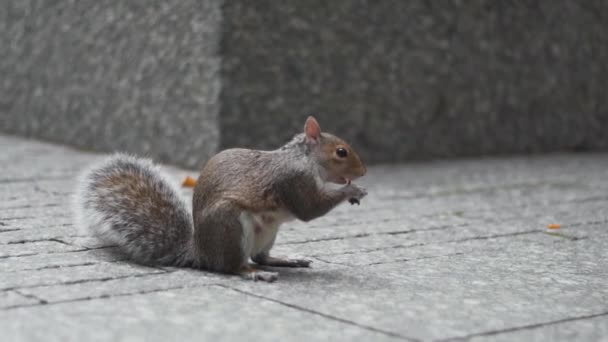 Squirrel Eating Urban New York Area Monument Museum Usa — Stockvideo