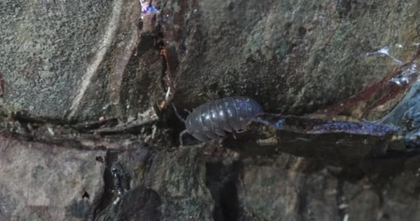 Close Pill Bug Walking Wood — Stock video