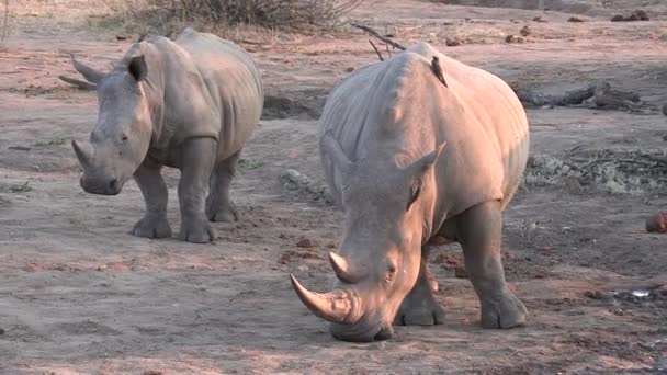Female Southern White Rhino Her Calf Stand Later Afternoon Sun — Vídeo de Stock