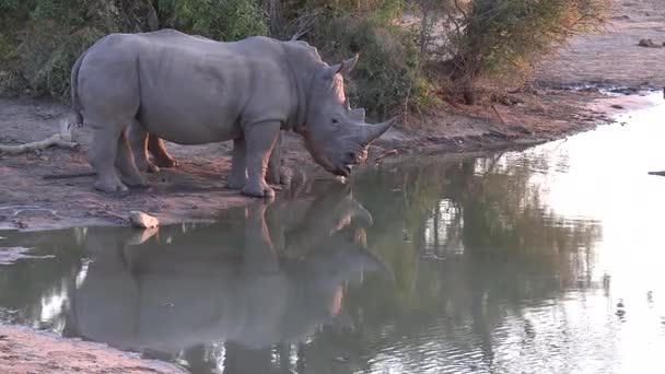 Peaceful Scene Two White Rhino Cast Reflection Water Drink Late — Stockvideo