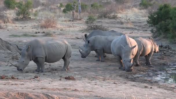 Crash Southern White Rhino Hanging Out Water Source Late Afternoon — Stockvideo