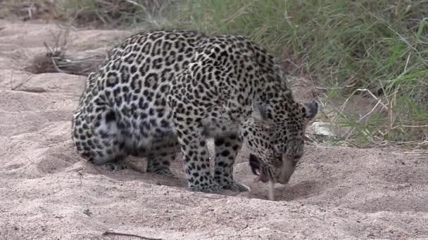 Wild Leopard Vomiting Regurgitating Stomach Bile — Wideo stockowe