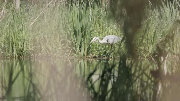 Wild Heron Hunting Catching Fish Lake Int Reeds — Αρχείο Βίντεο