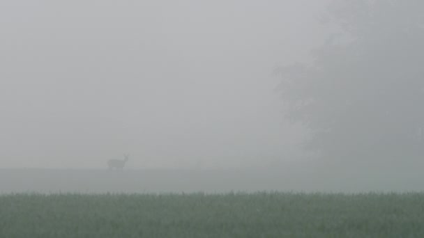 Deer Walking Field Heavy Thick Fog Distance Far Away — Vídeos de Stock