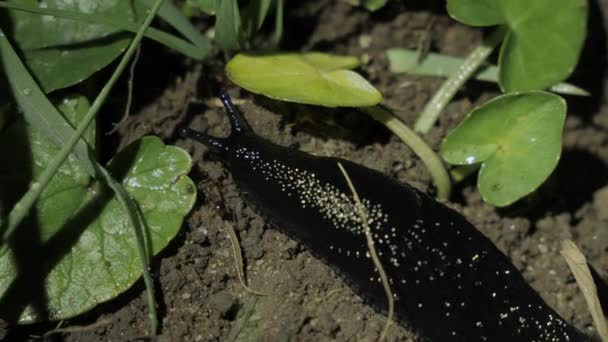 Macro Shot Black Slug Crawling Ground — Video Stock