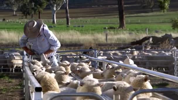 Hard Working Shepherd Busy Dosing Flock Sheep Control Protect Them — Videoclip de stoc