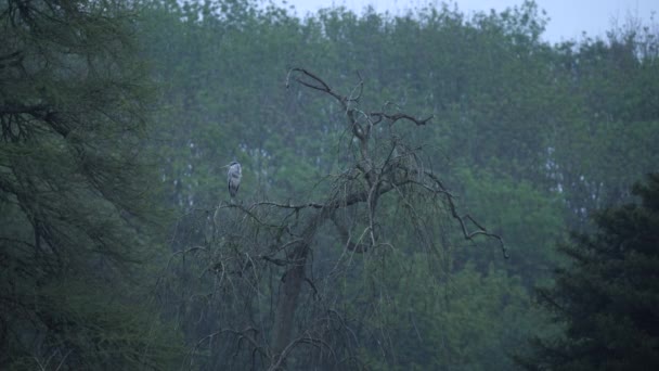 Heron Bird Habitat Ecosystem Tree Nest Cold Morning — Vídeos de Stock