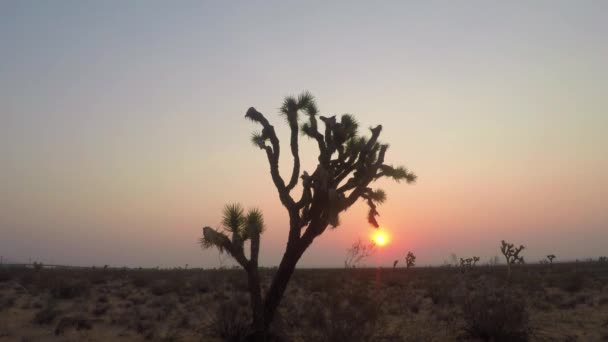 Stunning Sunrise Joshua Trees Mojave Desert Time Lapse — Wideo stockowe