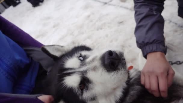 Rescue Husky Who Works Sled Dog Enjoys Pats While Resting — Stock Video