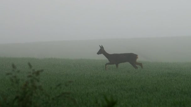 Deer Walking Field Heavy Thick Fog — Stockvideo