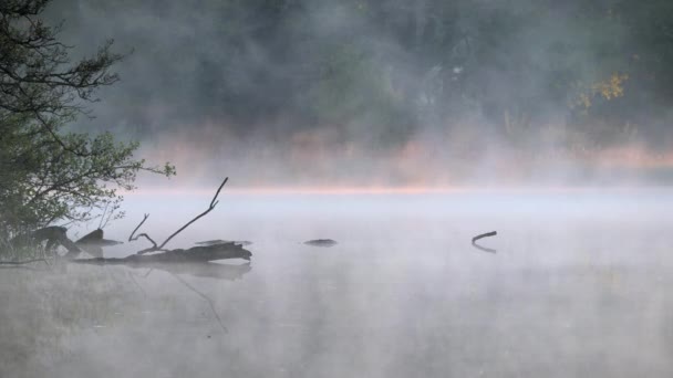 Δυσοίωνο Δραματικό Τρομακτικό Μέρος Στην Ομιχλώδη Λίμνη Βαριά Πυκνή Ομίχλη — Αρχείο Βίντεο