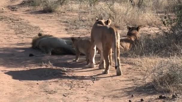 Close View Pride Lions Moving Dirt Road Sunlight — Stockvideo