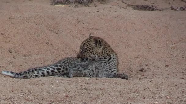 Close View Leopard Cub Lying Sandy Riverbed Grooming — Vídeo de Stock