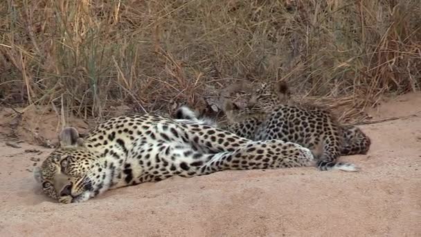 Female Leopard Rests Sandy Ground Playful Cubs Move Her — Stok video