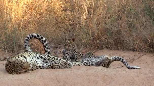 Leopard Cubs Move Adult Female Who Rests Sandy Ground — Stock videók