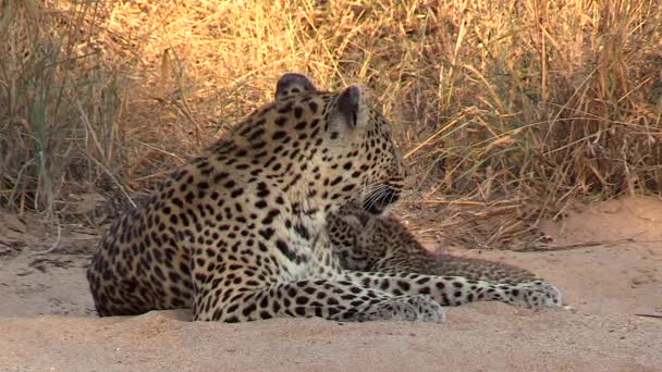 Close View Female Leopard Resting Sandy Ground Her Cub — Stock video