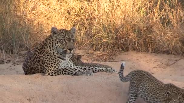 Leopard Cub Walks Away Adult Female Sandy Ground Zoom Out — Vídeo de Stock