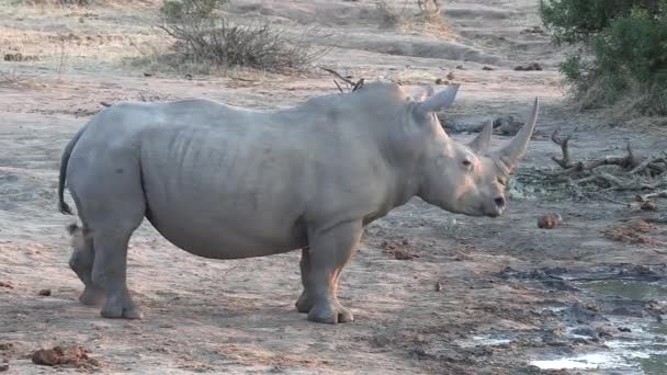 Female Southern White Rhino Moves Oxpecker Her Back — Vídeos de Stock