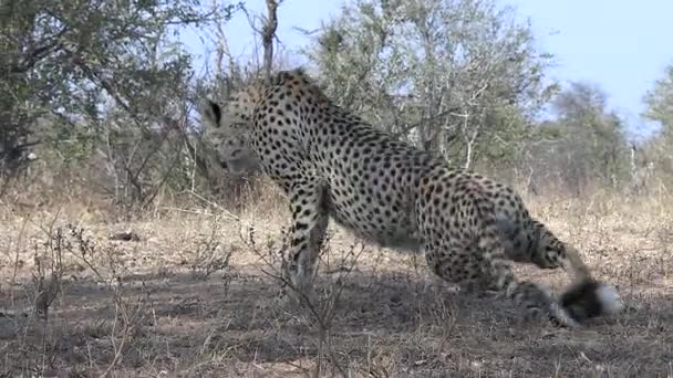 Cheetah Walks Lies Dry Ground Trees Background — Vídeo de Stock