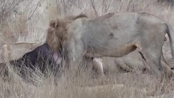 Male Lion Feeds African Buffalo Carcass Tall Grass Windy Day — Vídeos de Stock