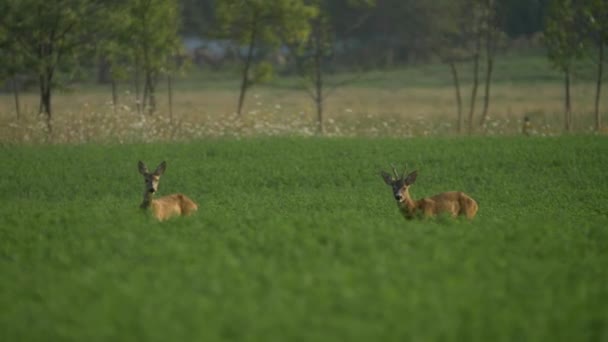 European Roe Deer Couple Having Breakfast Plantation — 비디오