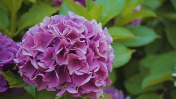 Picking Pink Flowers Hydrangeas — Stockvideo