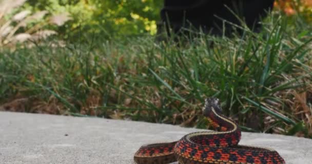 Defensive Red Sided Garter Snake Watches Someone Walk Grass — ストック動画