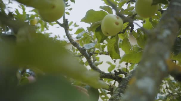 Picking Apples Out Tree — Stockvideo