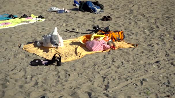 Funny Seagull Stealing Food Tourists Items Beach Norway Kjerringvik — Vídeo de stock