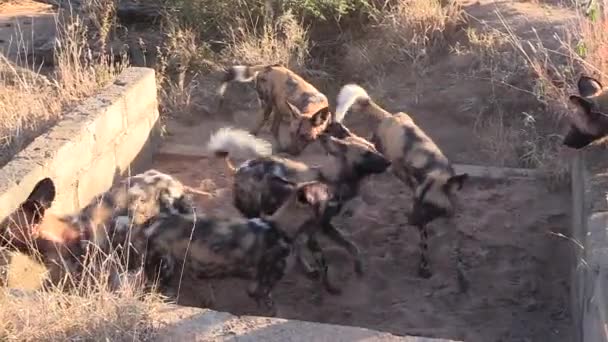 Пачка Африканских Диких Собак Играющих Песке Вокруг Руин Старой Кирпичной — стоковое видео