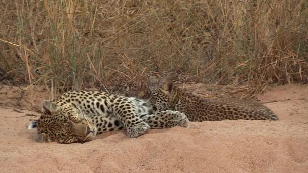 Tender Moment Leopard Cubs Suckling Mother African Wilderness — Vídeo de Stock