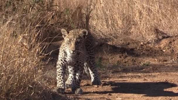 Young Leopard Prowls Dry Bush Glow Hot African Sun — Video Stock