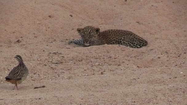 Unsure Leopard Cub Practices Hunting Skills Watches Brave Crested Francolin — Vídeo de stock