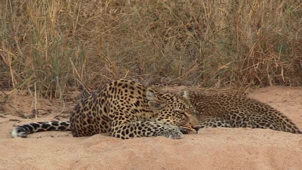 Female Leopard Lifts Her Head Look Her Cubs Continue Nurse — 图库视频影像