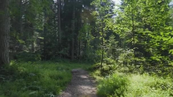 Walk Deciduous Forest Northern Italy Pov Shot — Stockvideo