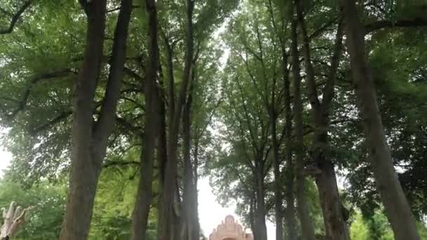 Camera Tilting Tree Lined Avenue Chapel Roskilde Denmark — Stockvideo