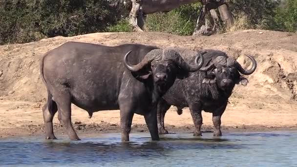 Two Large African Cape Buffalo Bulls Quenching Thirst Waterhole Africa — Stockvideo