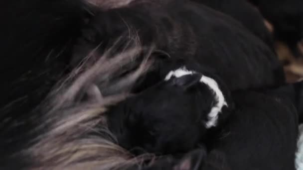 Close Newborn Furry Puppies Drinking Milk Mother Black White Puppy — 图库视频影像