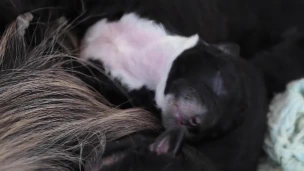 Close Newborn Furry Puppies Resting Mother Black White Puppy Mixed — Vídeos de Stock