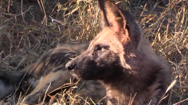 Close African Wild Dog Resting Tall Dry Grass Hot African — Stock Video