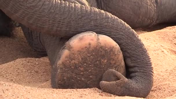 Close Trunk Wrapped Elephants Foot Sandy Ground — Stockvideo