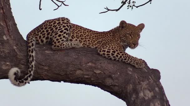 Young Female Leopard Lies Marula Tree Yawns Close View — Vídeo de Stock