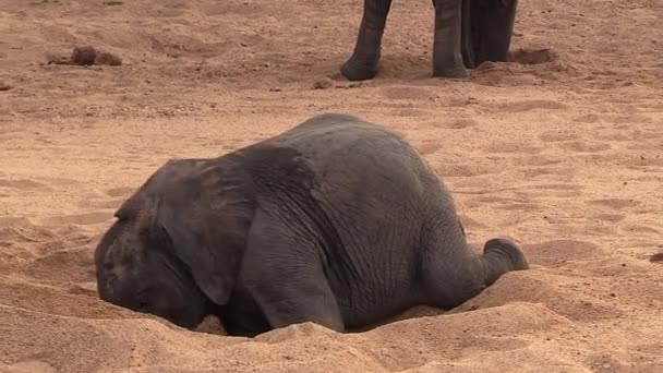 Close View Young Elephant Playing Sand Other Elephants — Stock Video