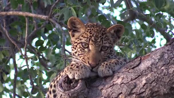 Close View Young Leopard Leaning Head Tree Branch Watching — Stockvideo