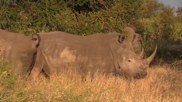 Νότιος Λευκός Ρινόκερος Αφοδεύει Καθώς Άλλοι Στέκονται Δίπλα Χρυσή Ώρα — Αρχείο Βίντεο
